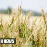 genetic improvements wheat