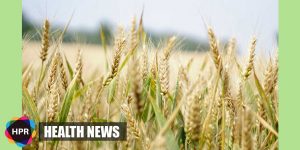 genetic improvements wheat