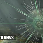Nipah virus