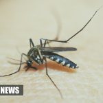 New Malaria Test Wins Prestigious Engineering Prize