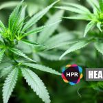 Marijuana