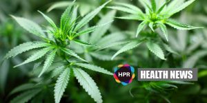 Marijuana