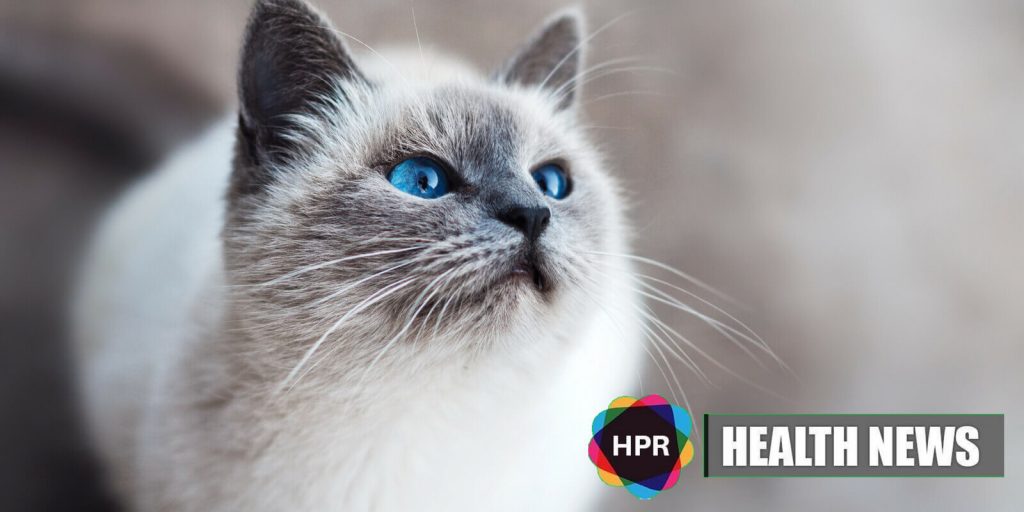 Can a Cat Poop Help Reduce a Person’s Fear?