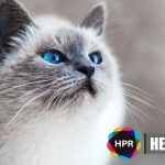 Can a Cat Poop Help Reduce a Person’s Fear?