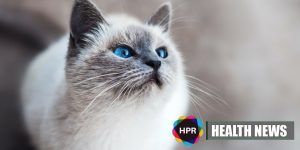 Can a Cat Poop Help Reduce a Person’s Fear?