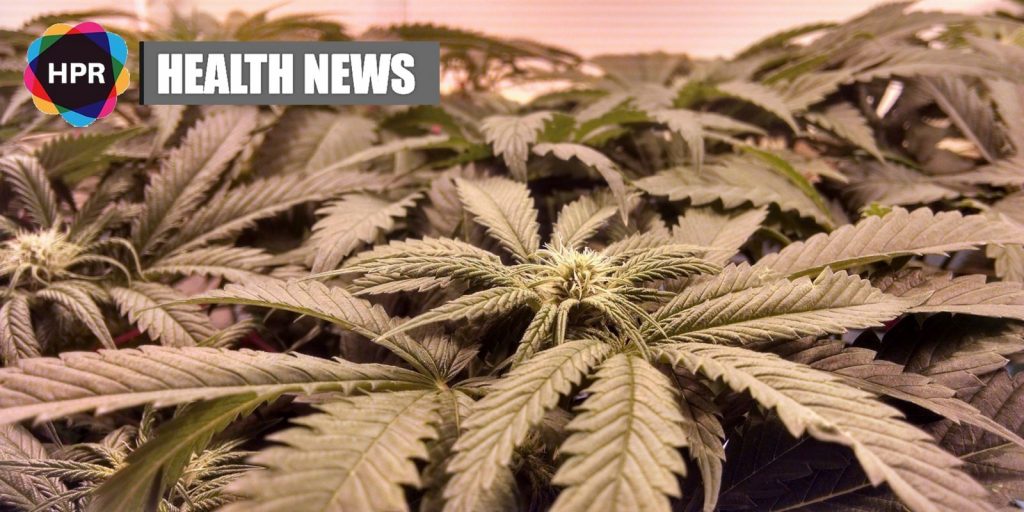 Australian GPs Need More Education On Medicinal Cannabis