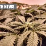 Australian GPs Need More Education On Medicinal Cannabis