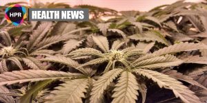 Australian GPs Need More Education On Medicinal Cannabis