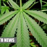 Medicinal Cannabis