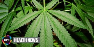 Medicinal Cannabis