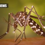 New Discovery Regarding Malaria Could Lead To The Development Of New Therapies