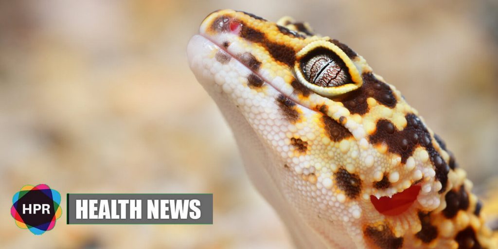 Geckos Can Regenerate Brain Cells and This Could Help Replace Damaged Human Brain Cells