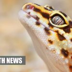 Geckos Can Regenerate Brain Cells and This Could Help Replace Damaged Human Brain Cells
