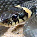 PID 3432 Dr. Charles Gerardo - Snakebite Prevention and Treatment