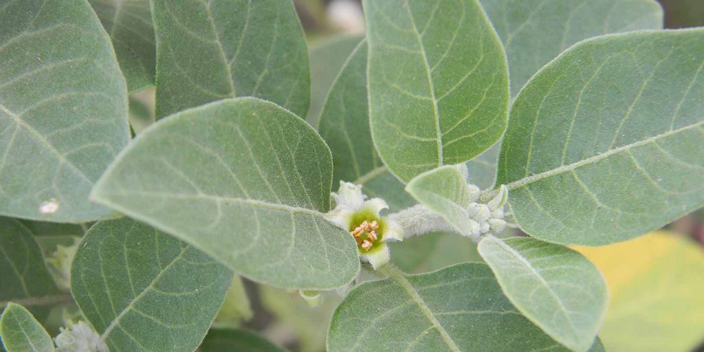 Chris-Kilham-The-Science-Behind-Ashwagandha