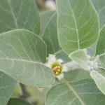 Chris-Kilham-The-Science-Behind-Ashwagandha