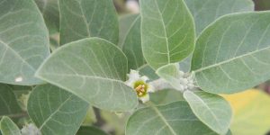 Chris-Kilham-The-Science-Behind-Ashwagandha