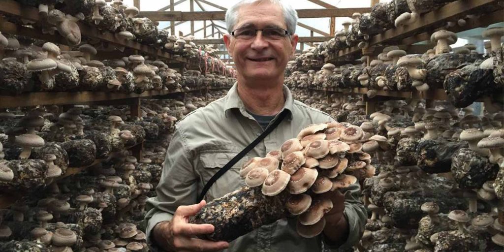 Medicinal-Mushrooms---Nammex-Organic-Mushrooms-Extracts