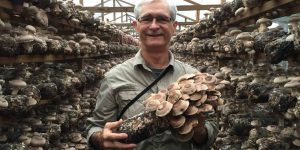 Medicinal-Mushrooms---Nammex-Organic-Mushrooms-Extracts