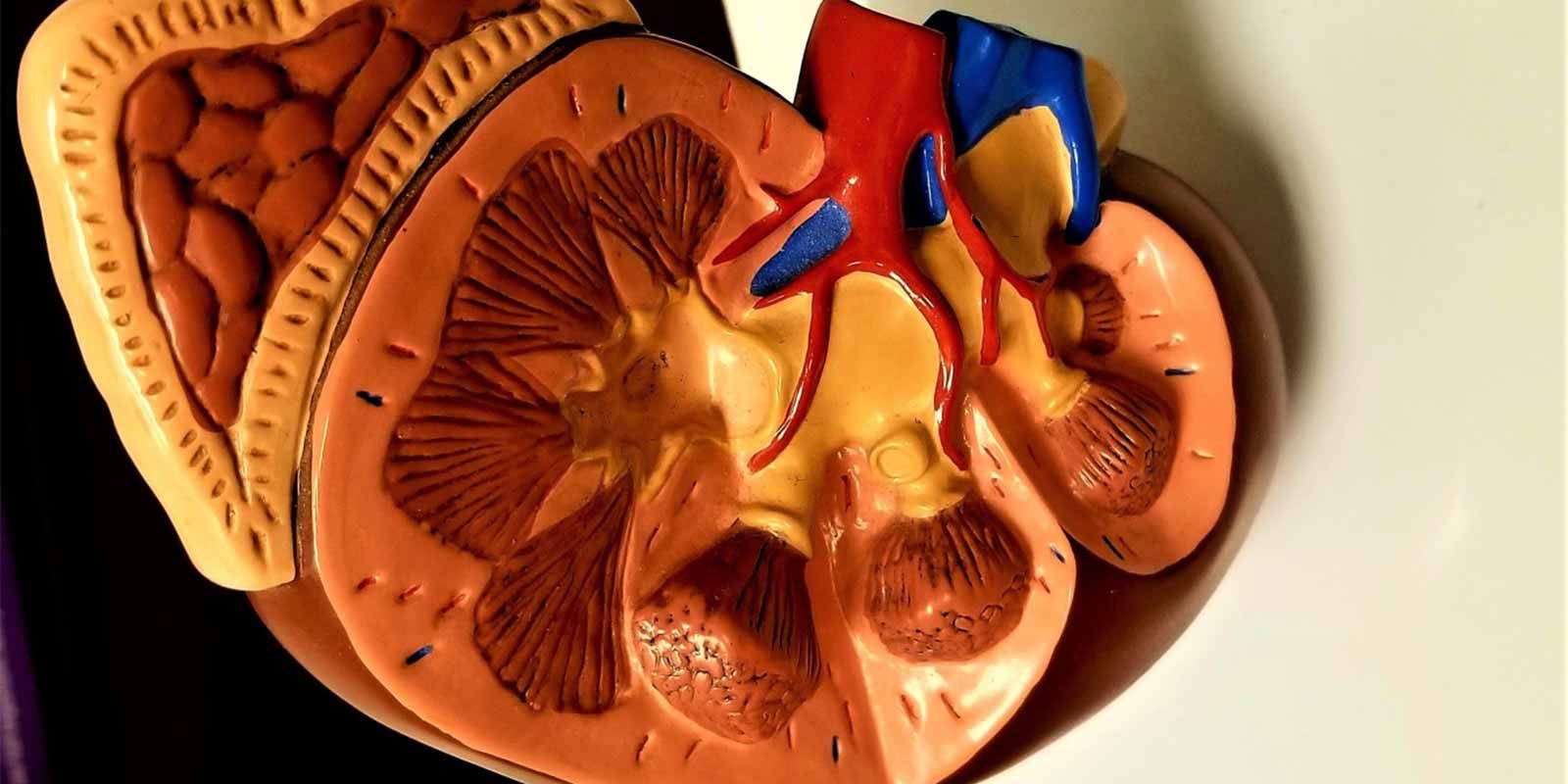 Chronic Kidney Disease and Anemia