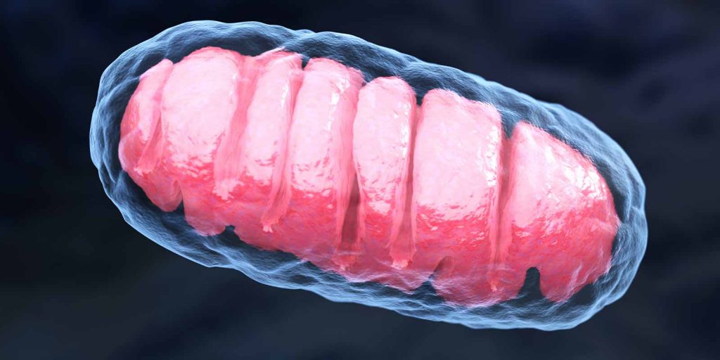NASA-Research-on-the-Effects-of-Space-Travel-on-Mitochondria