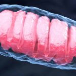 NASA-Research-on-the-Effects-of-Space-Travel-on-Mitochondria