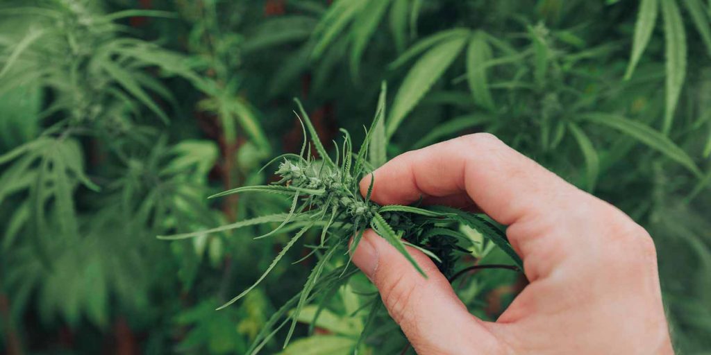 Infinite-Chemical-Analysis-Labs---Hemp---Cannabis-Testing