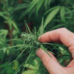 Infinite-Chemical-Analysis-Labs---Hemp---Cannabis-Testing