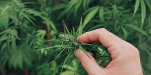 Infinite-Chemical-Analysis-Labs---Hemp---Cannabis-Testing