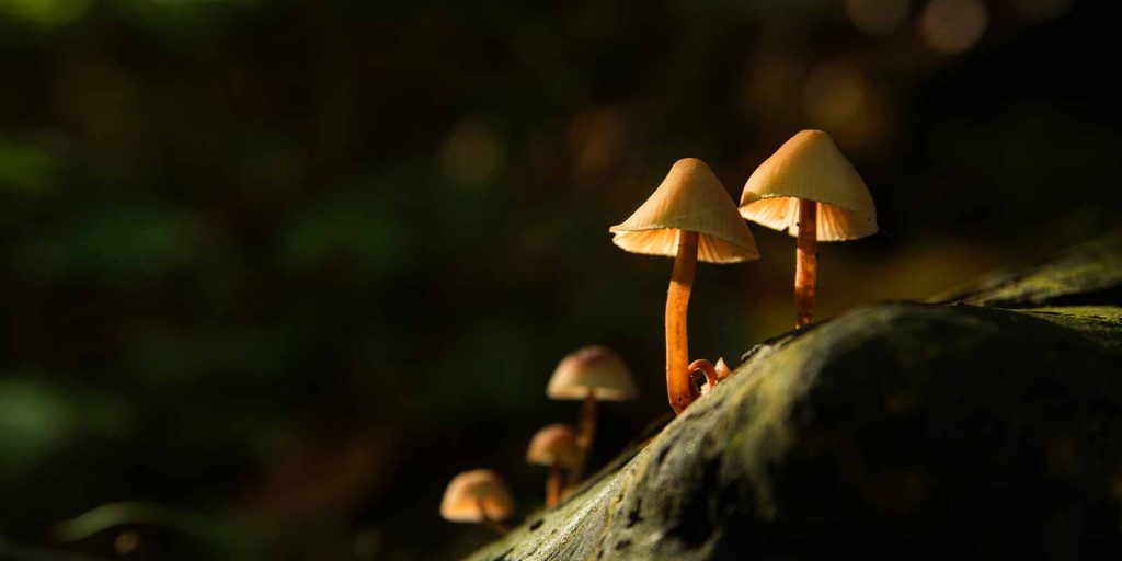 Neonmind Biosciences - Psychedelic Compounds For Weight Loss
