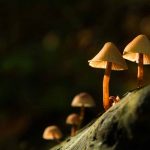 Neonmind Biosciences - Psychedelic Compounds For Weight Loss