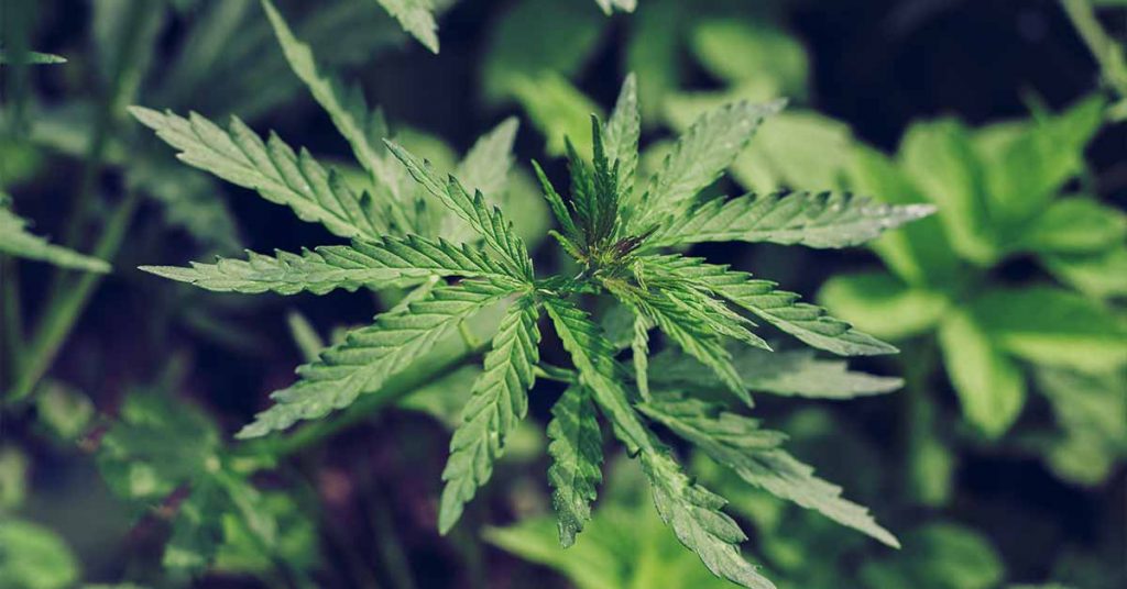Clever Leaves Holdings - Cannabis and Project Change Lives