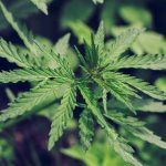 Clever Leaves Holdings - Cannabis and Project Change Lives