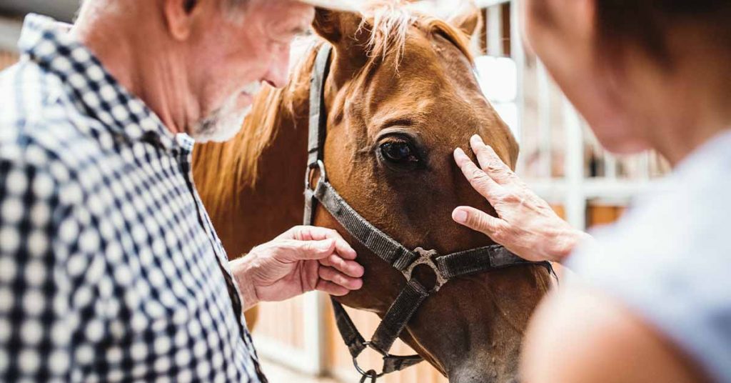 The Healing Power of Equine Therapy
