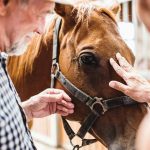 The Healing Power of Equine Therapy