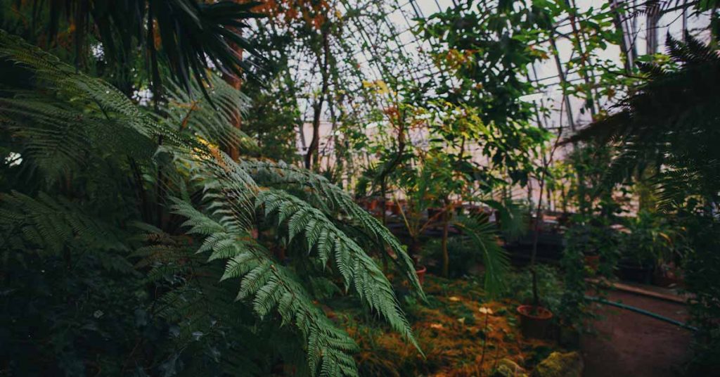 Sensorium Therapeutics - Modern Neuroscience Technology Meets Ethnobotanical History for the Development of Mental Health Therapeutics