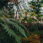 Sensorium Therapeutics - Modern Neuroscience Technology Meets Ethnobotanical History for the Development of Mental Health Therapeutics