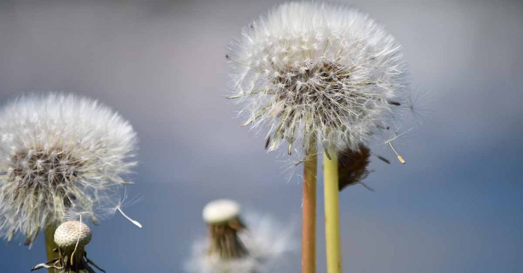 Summer Allergy Season