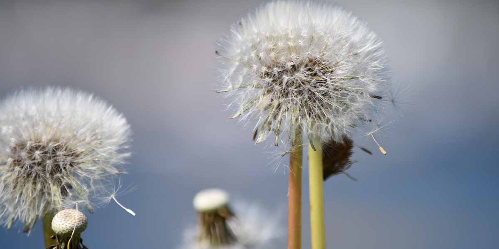 Summer Allergy Season