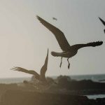 Global Surveillance for Avian Flu Outbreaks