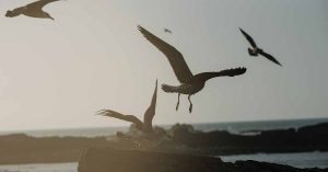 Global Surveillance for Avian Flu Outbreaks