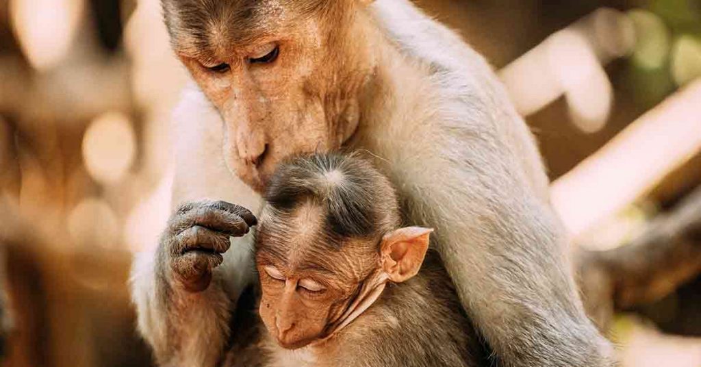 How is the Secretive World of Taxpayer-Funded Laboratories Harming Animals and Eroding Public Trust in Science