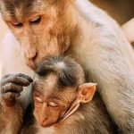 How is the Secretive World of Taxpayer-Funded Laboratories Harming Animals and Eroding Public Trust in Science