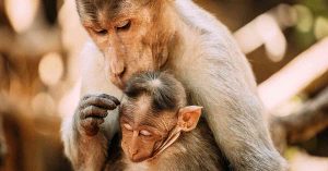 How is the Secretive World of Taxpayer-Funded Laboratories Harming Animals and Eroding Public Trust in Science