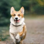 Coping With the Loss of a Pet