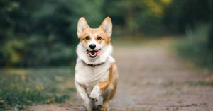 Coping With the Loss of a Pet