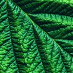 ​Legacy Healthcare - Botanical Drugs