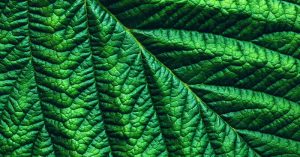 ​Legacy Healthcare - Botanical Drugs