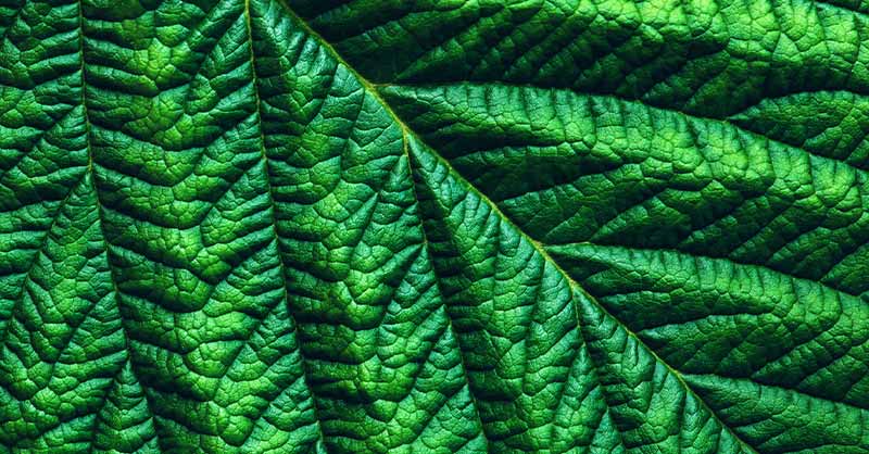 ​Legacy Healthcare - Botanical Drugs