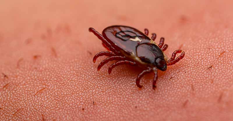 Tick Bites: Symptoms, Prevention, and Treatment